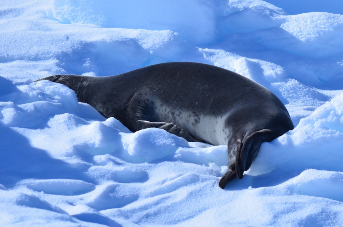 Animals - ML646396575