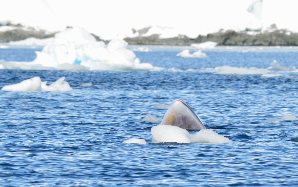 Animals - ML646396576