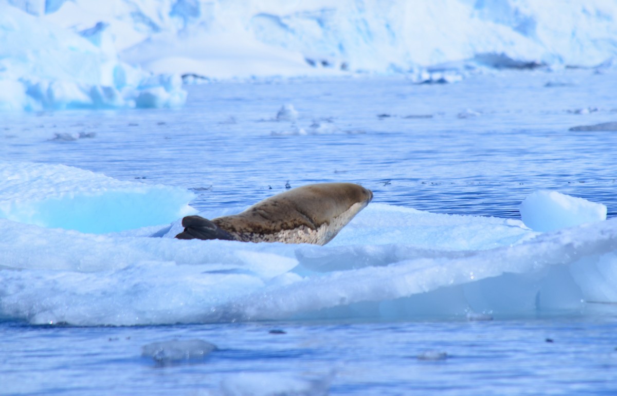 Animals - ML646396577