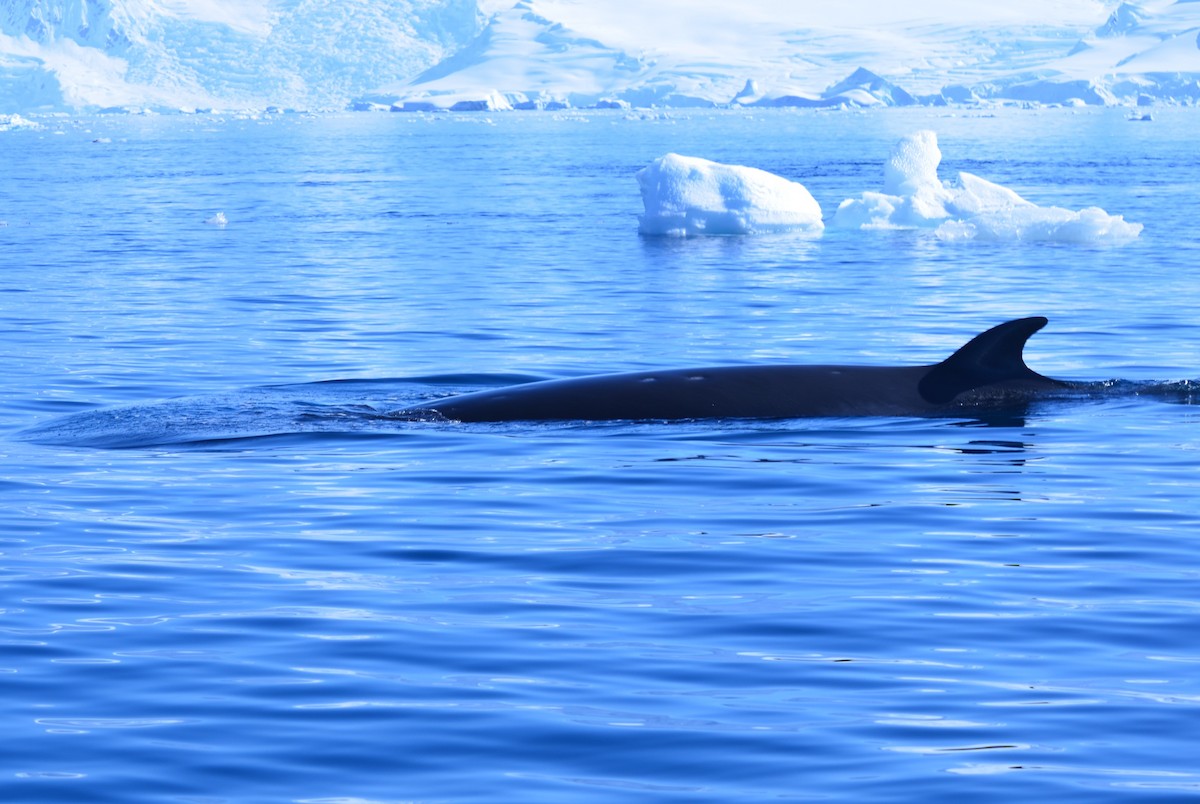 Animals - ML646396578