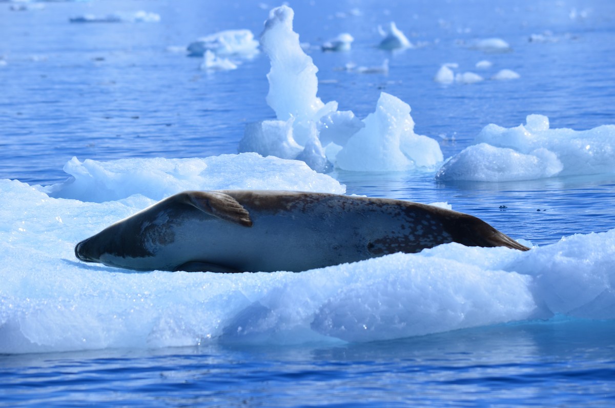 Animals - ML646396579