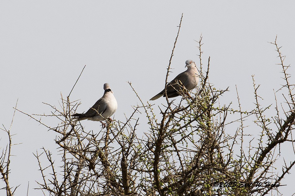 Mourning Collared-Dove - ML646396583