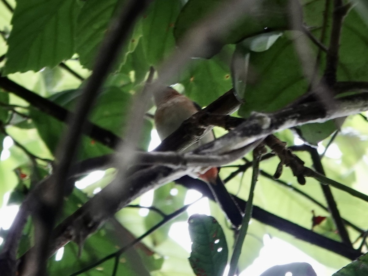 Rose-breasted Chat - ML646396584