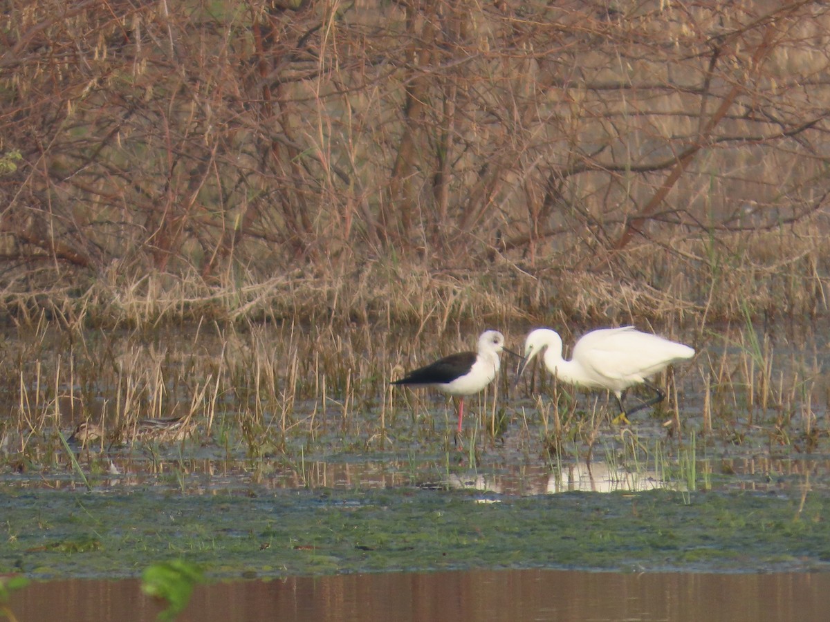 Black-winged Stilt - ML646396585
