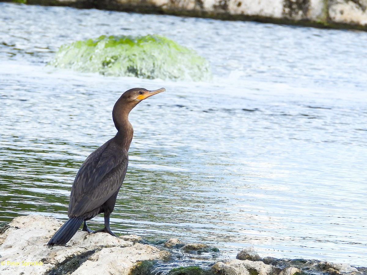 Neotropic Cormorant - ML646396587