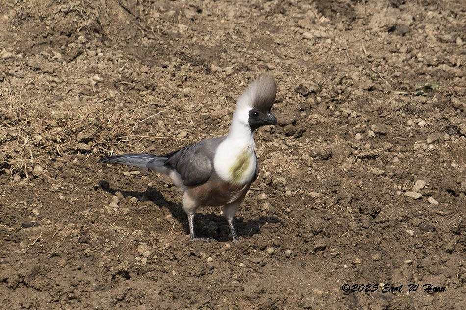 Bare-faced Go-away-bird - ML646396588