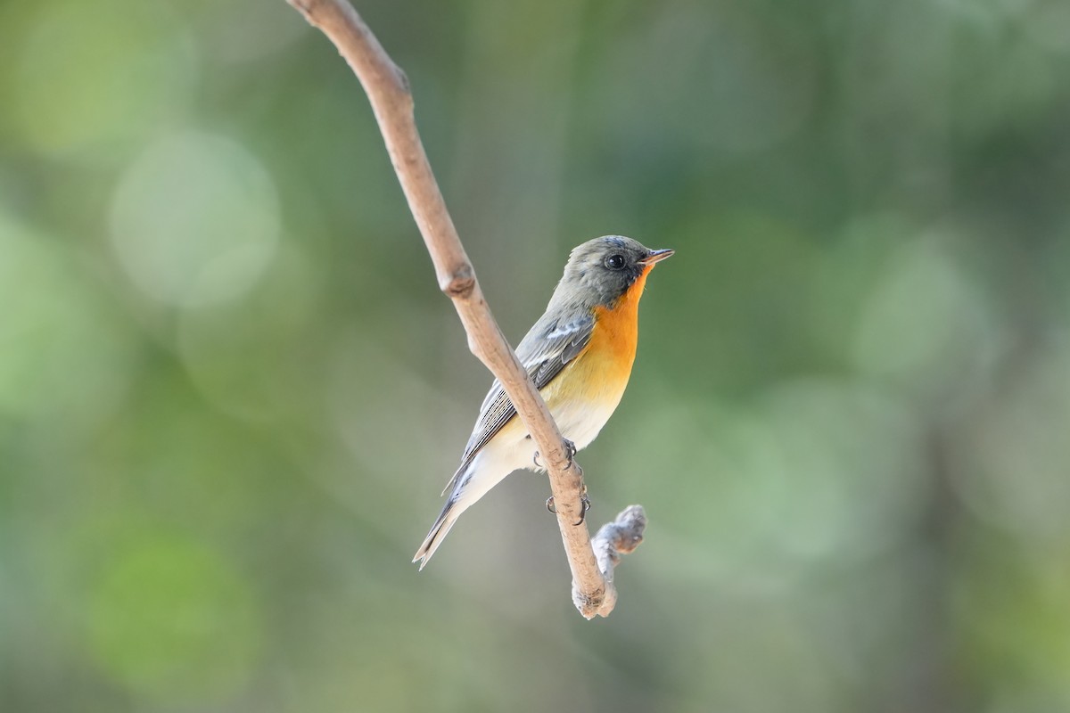 Mugimaki Flycatcher - ML646396589