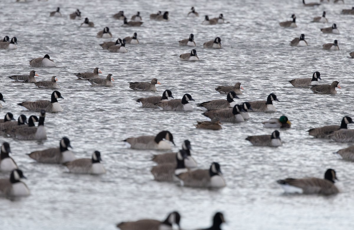 Greater White-fronted Goose - ML646396590