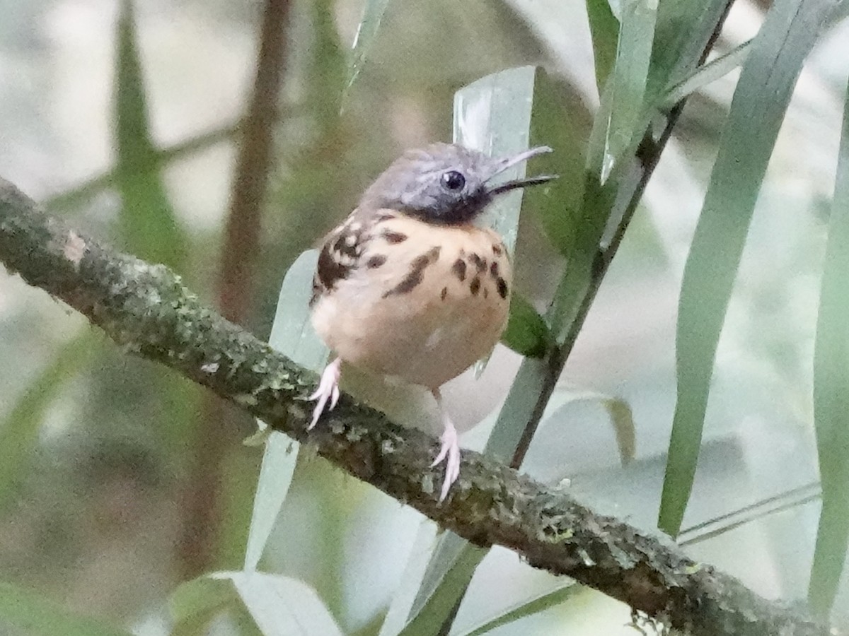 Spot-backed Antbird - ML646396593