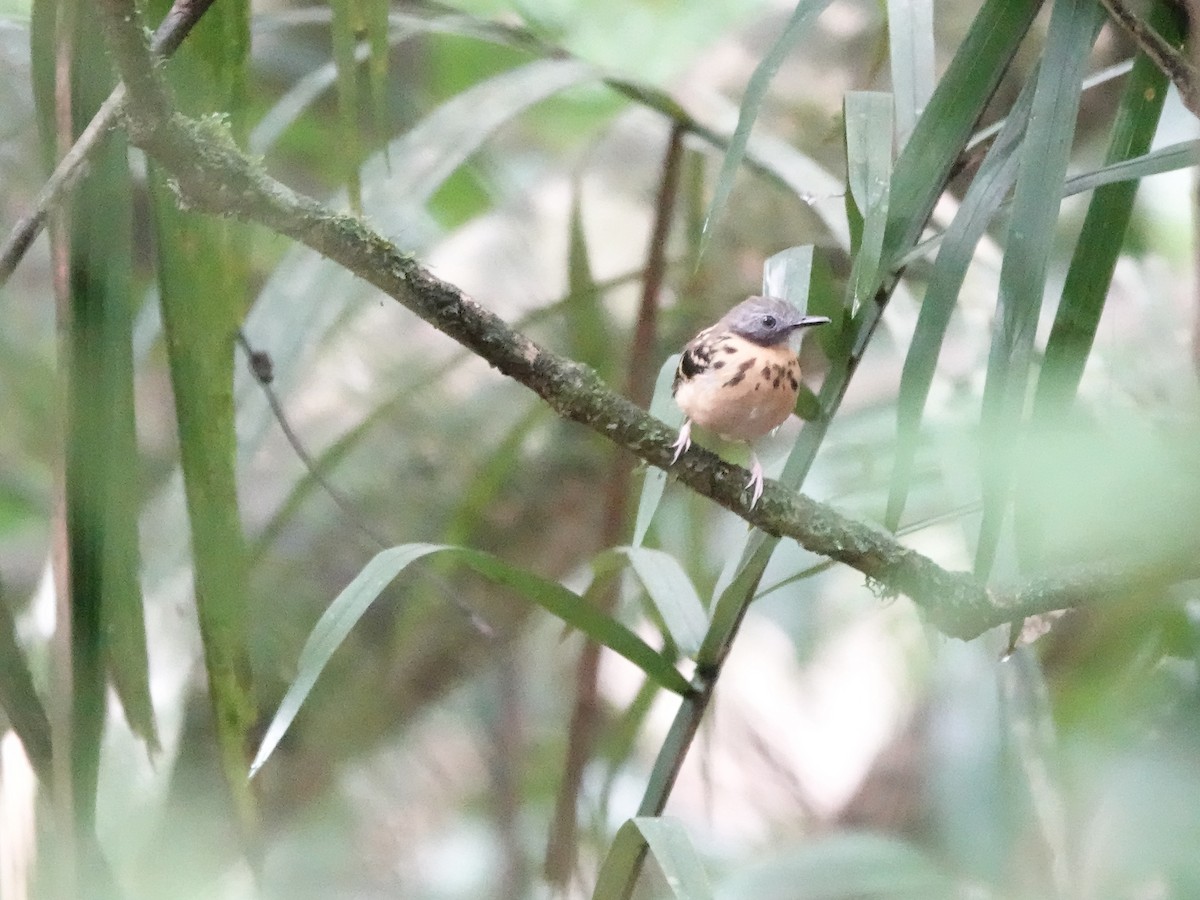 Alapi tacheté - ML646396595