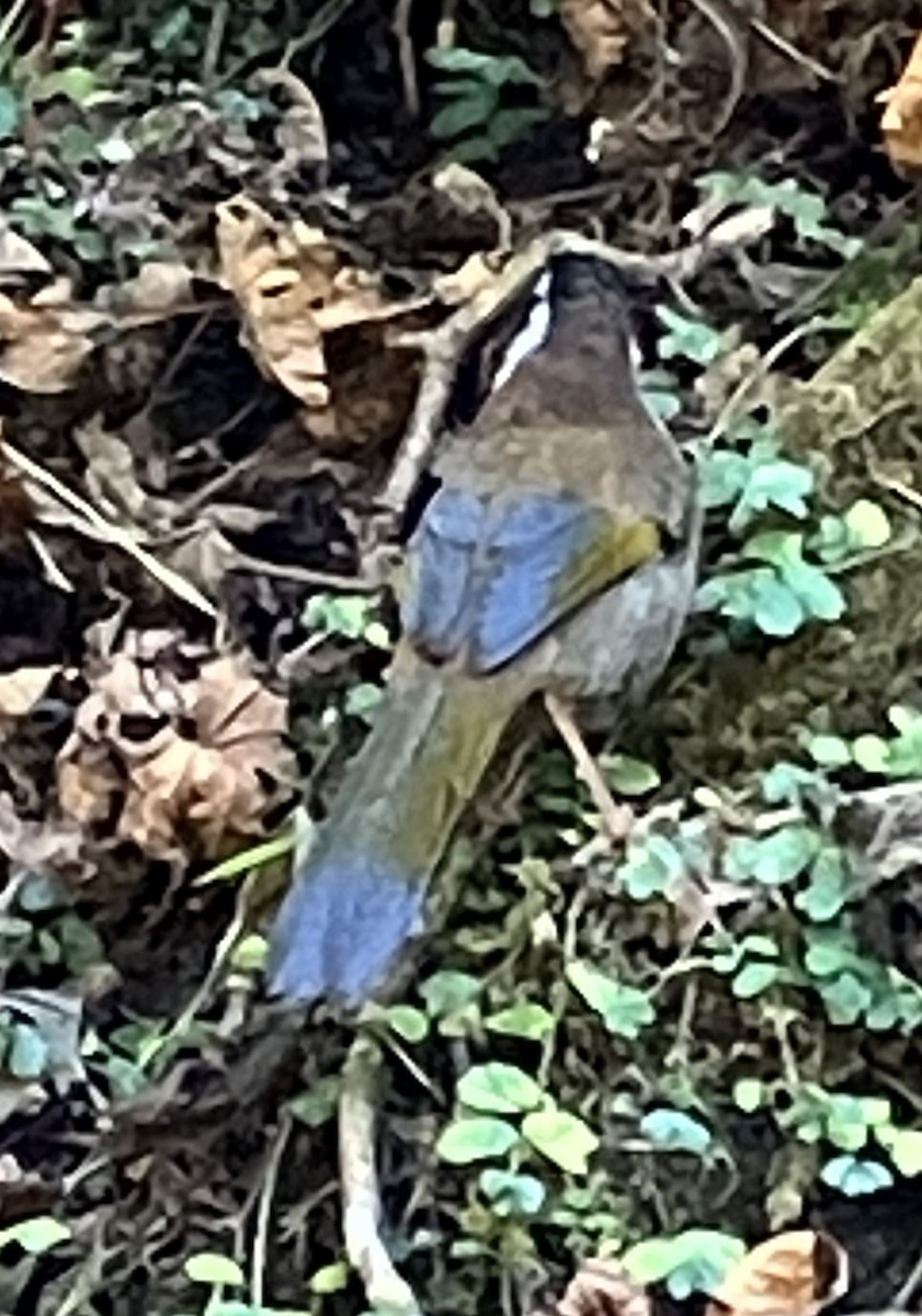 Black-faced Laughingthrush - ML646396597