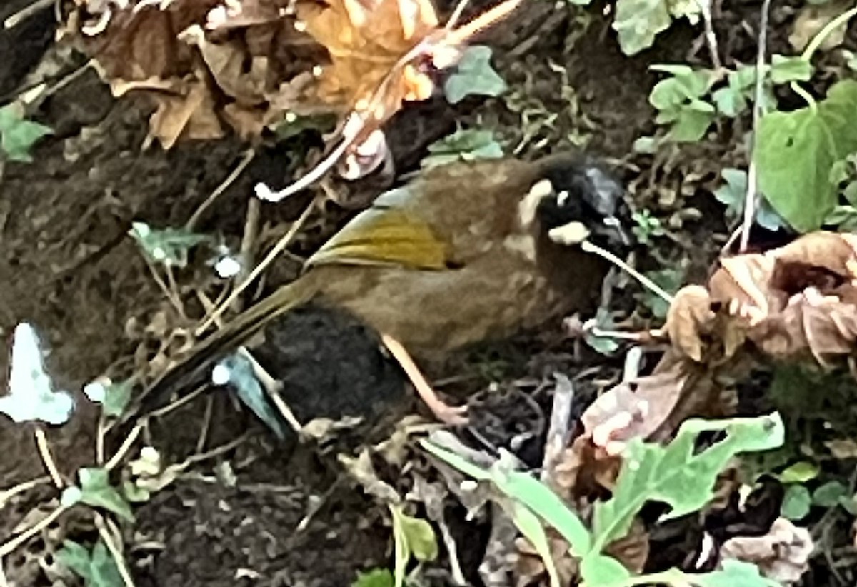 Black-faced Laughingthrush - ML646396599