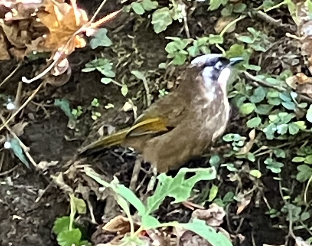 Black-faced Laughingthrush - ML646396600