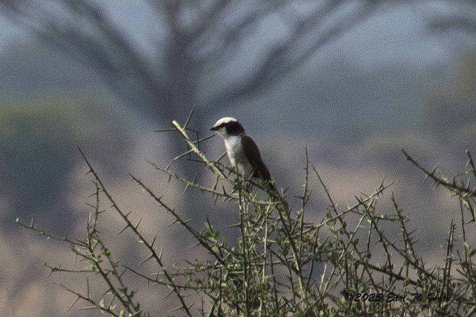 White-rumped Shrike - ML646396601