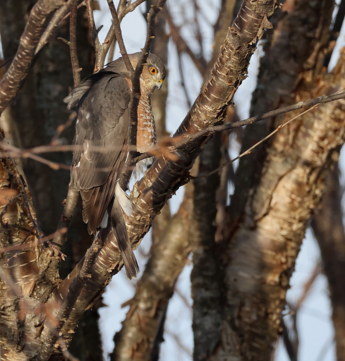 Sharp-shinned Hawk - ML646396602