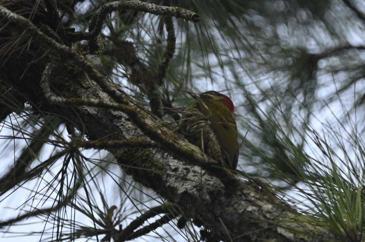 Pic bridé - ML646396603