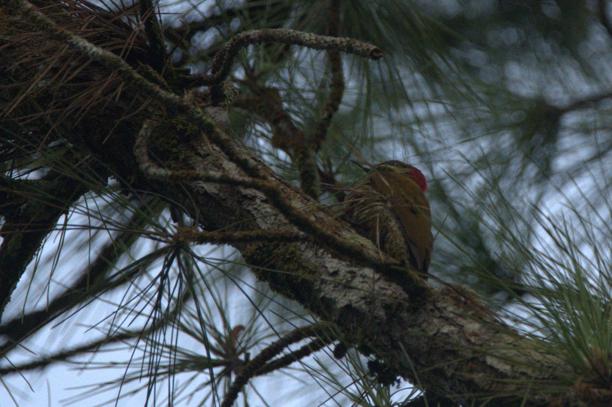 Pic bridé - ML646396604