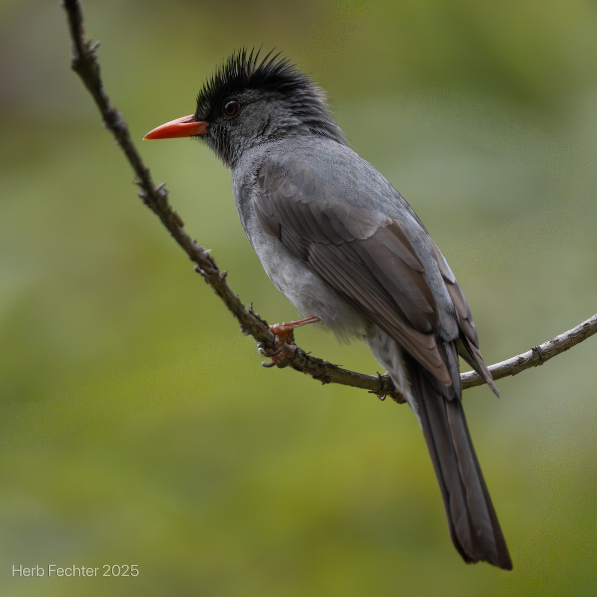 Bulbul de Madagascar - ML646396605