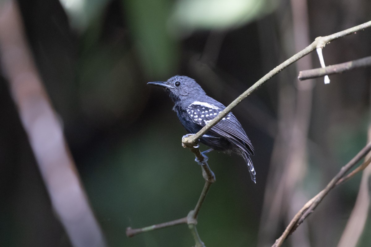 Myrmidon à flancs blancs (groupe axillaris) - ML646396606