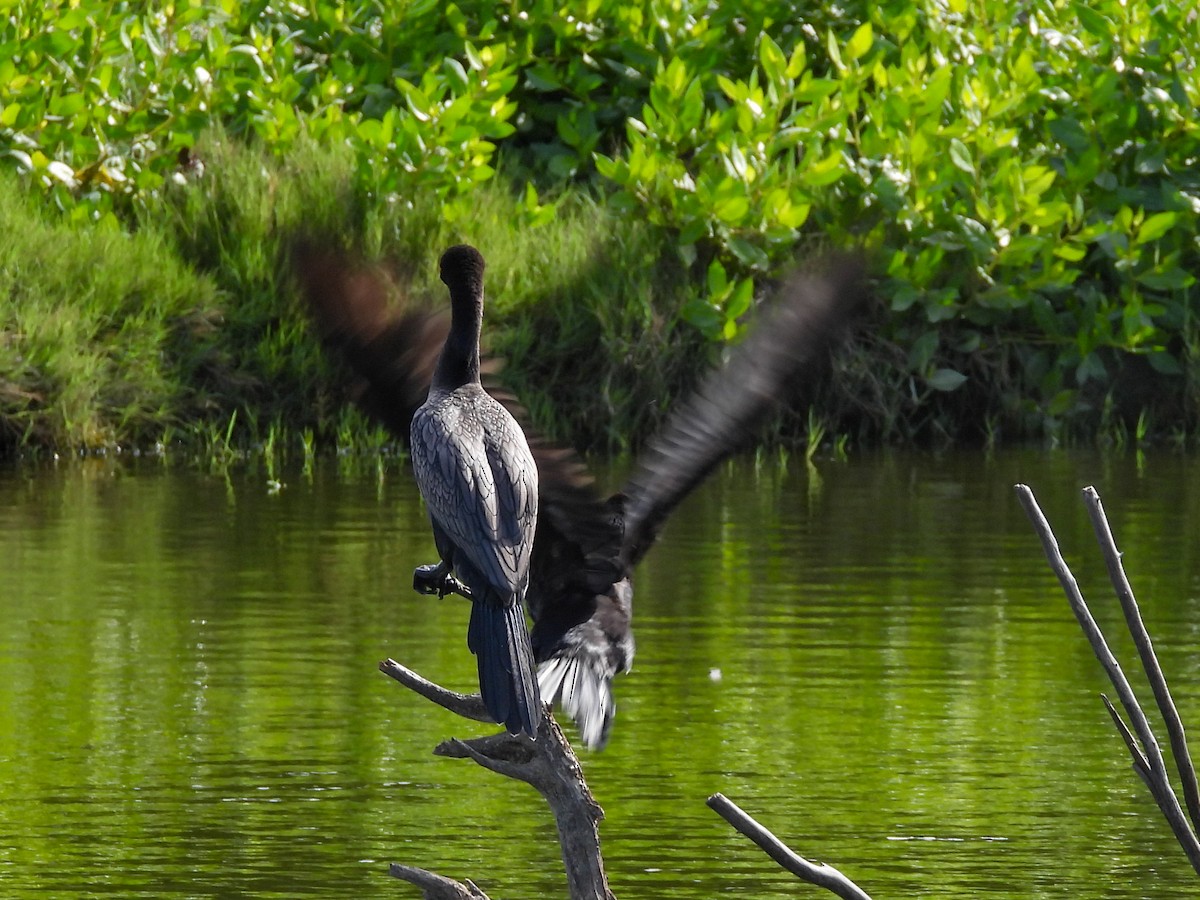 Cormoran vigua - ML646396607