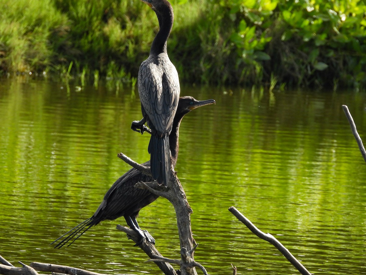 Cormoran vigua - ML646396608