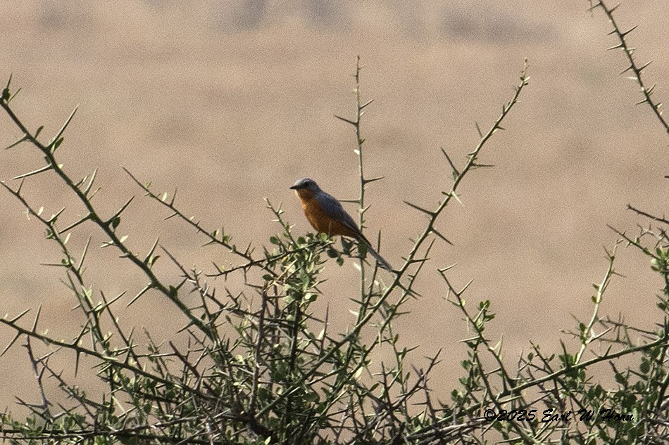 Gobemouche argenté - ML646396610