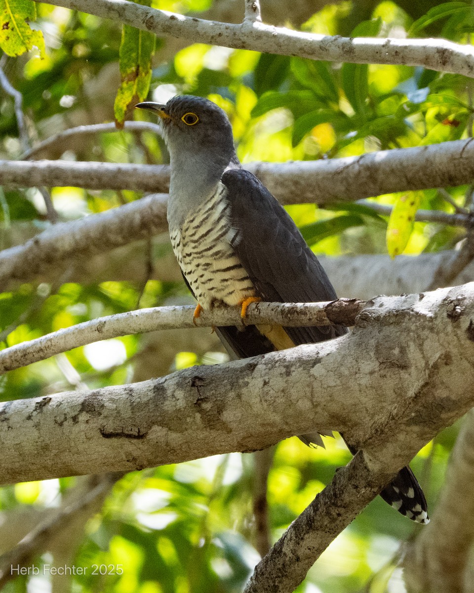 Coucou de Madagascar - ML646396611