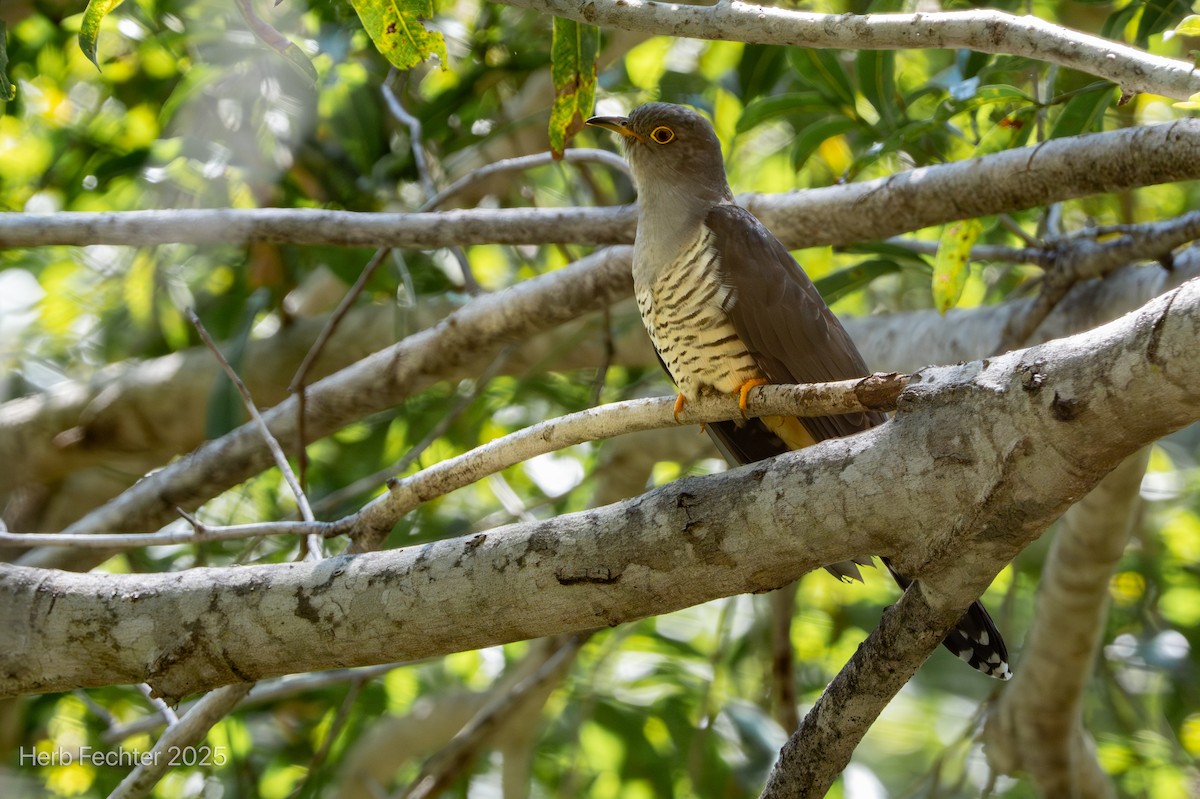 Coucou de Madagascar - ML646396612