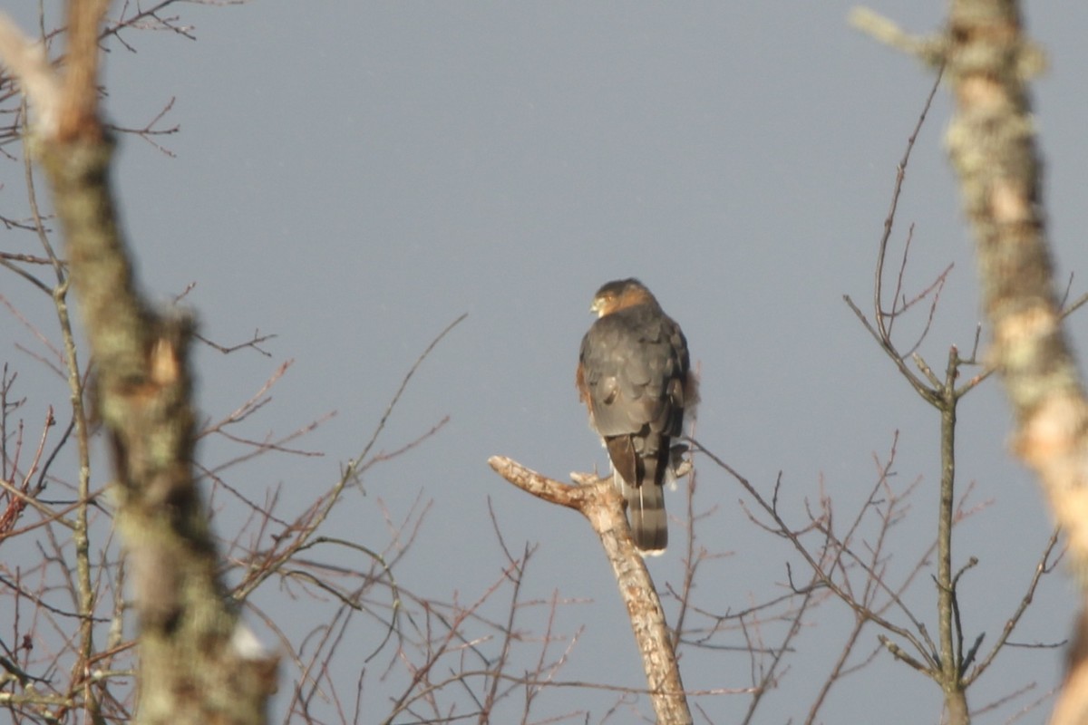 Épervier de Cooper - ML646396614