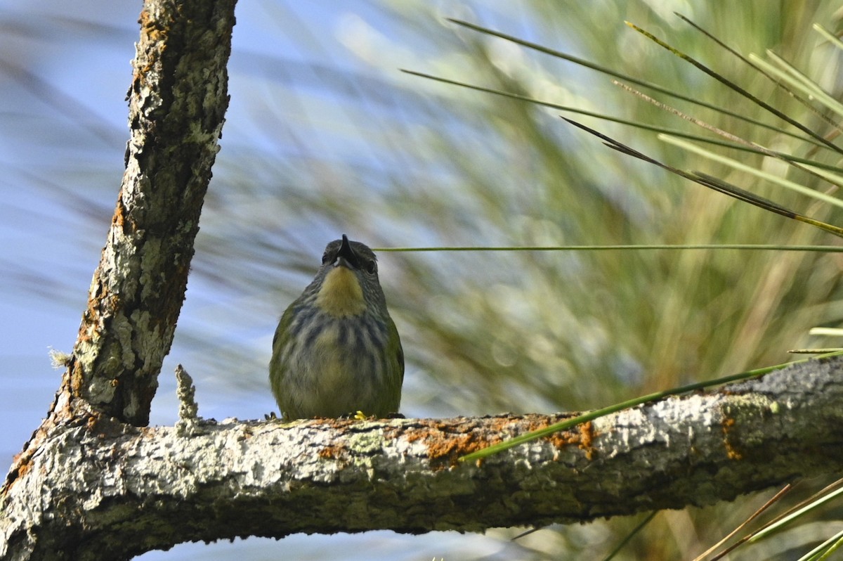 Guit-guit brillant - ML646396615