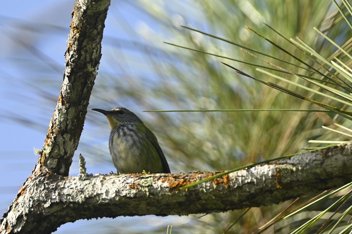 Guit-guit brillant - ML646396616