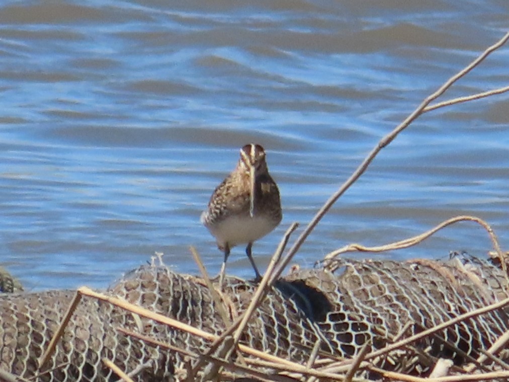 Bécassine des marais - ML646396617