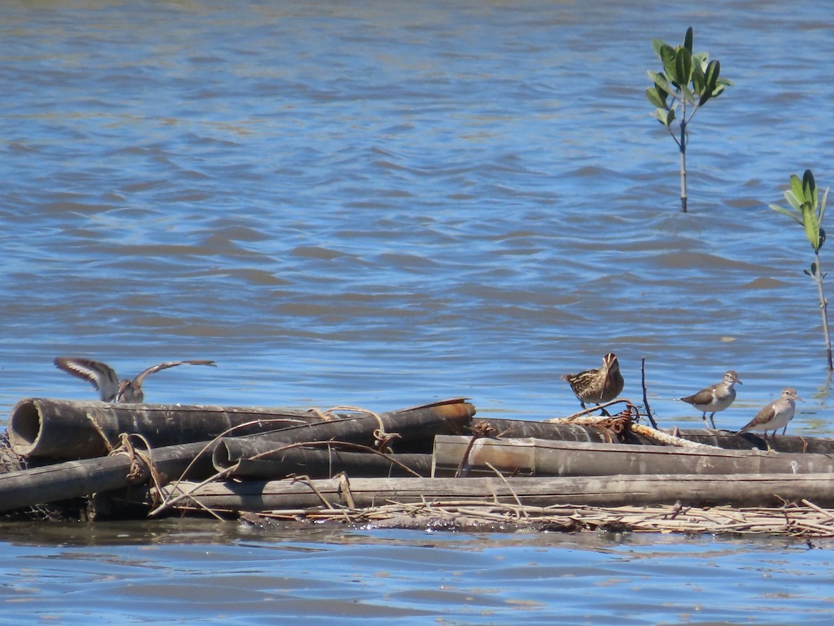 Bécassine des marais - ML646396618