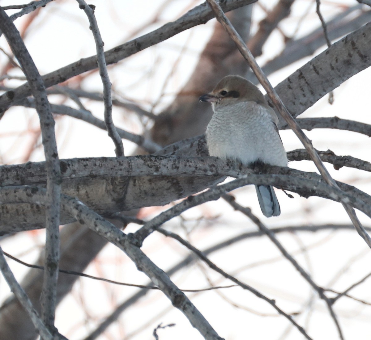 Pie-grièche boréale - ML646396619