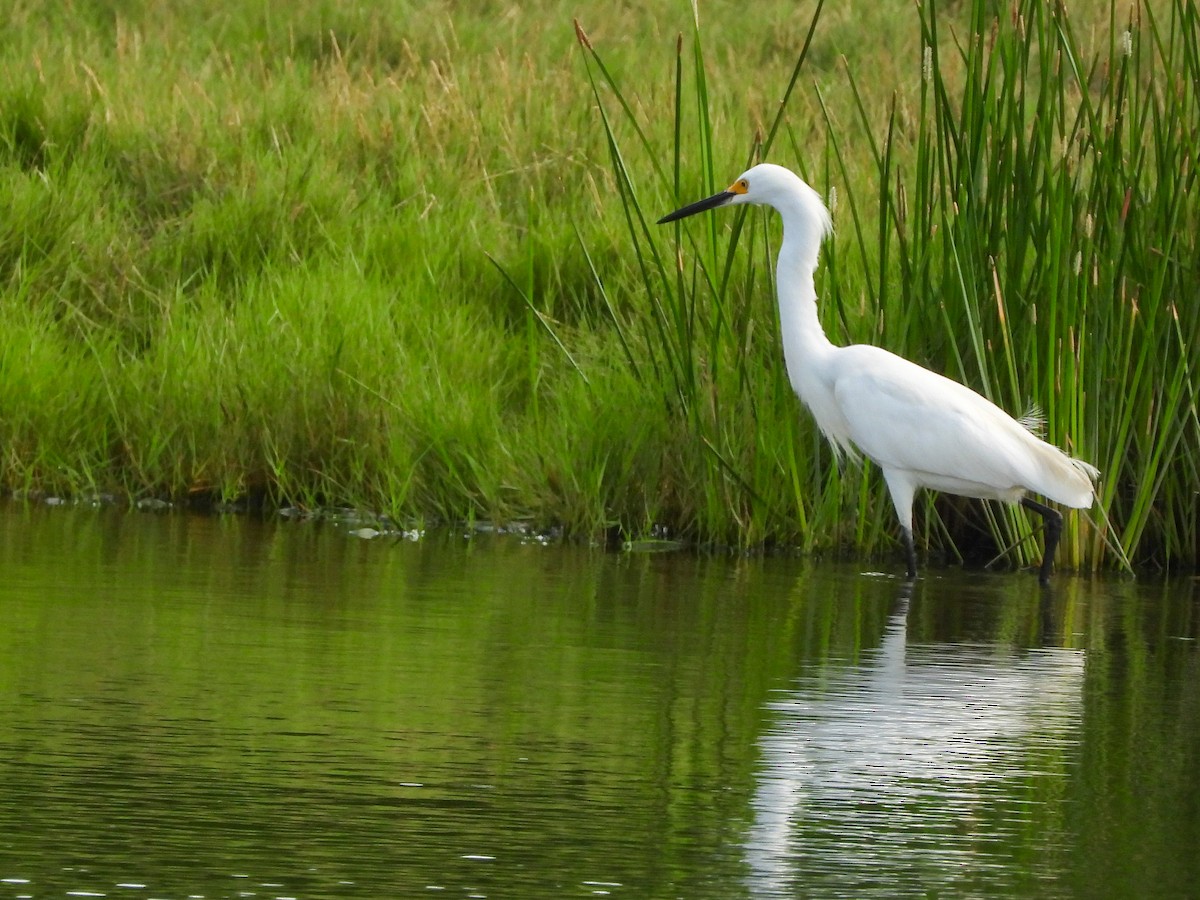 Aigrette neigeuse - ML646396620