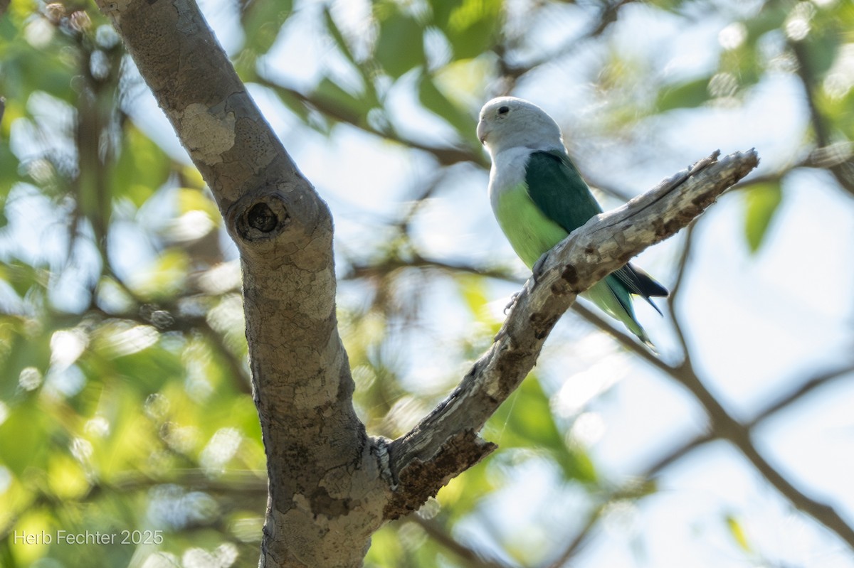 Inséparable à tête grise - ML646396622