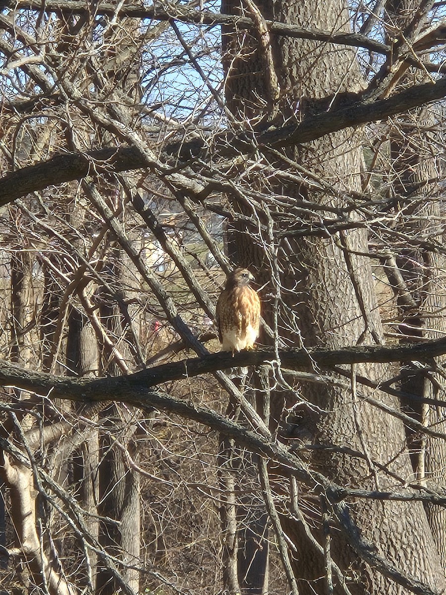 Buse à épaulettes - ML646396625