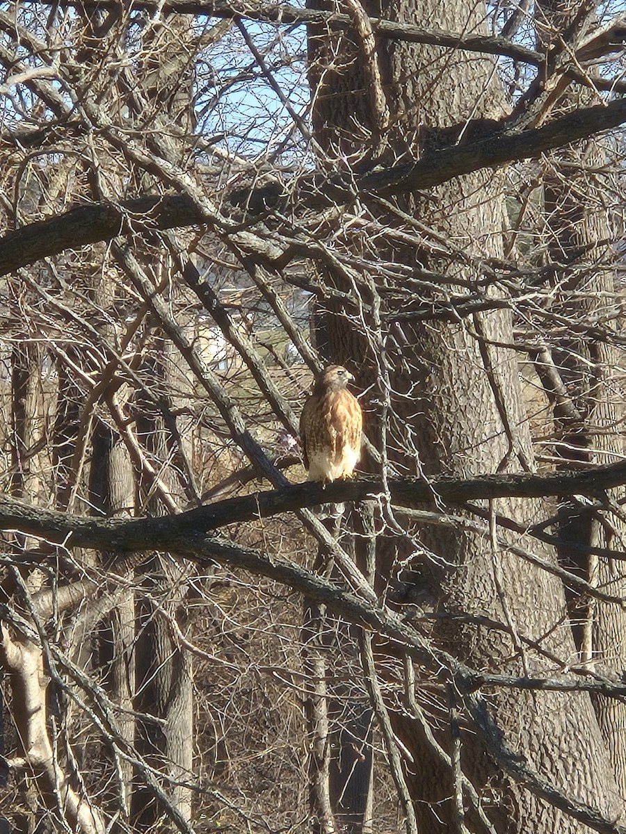 Buse à épaulettes - ML646396626