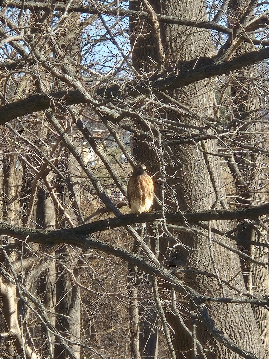 Buse à épaulettes - ML646396627