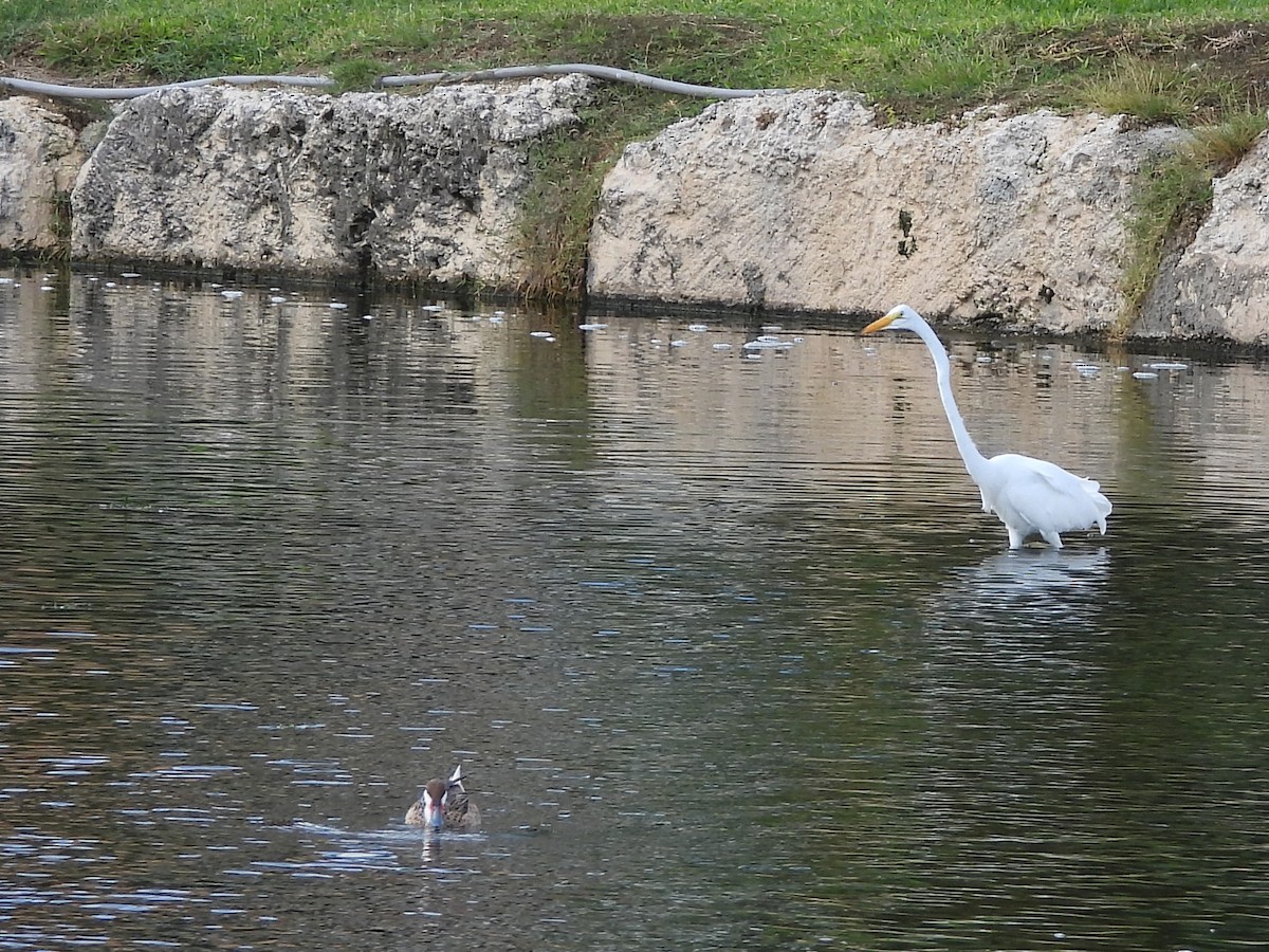 Grande Aigrette - ML646396628