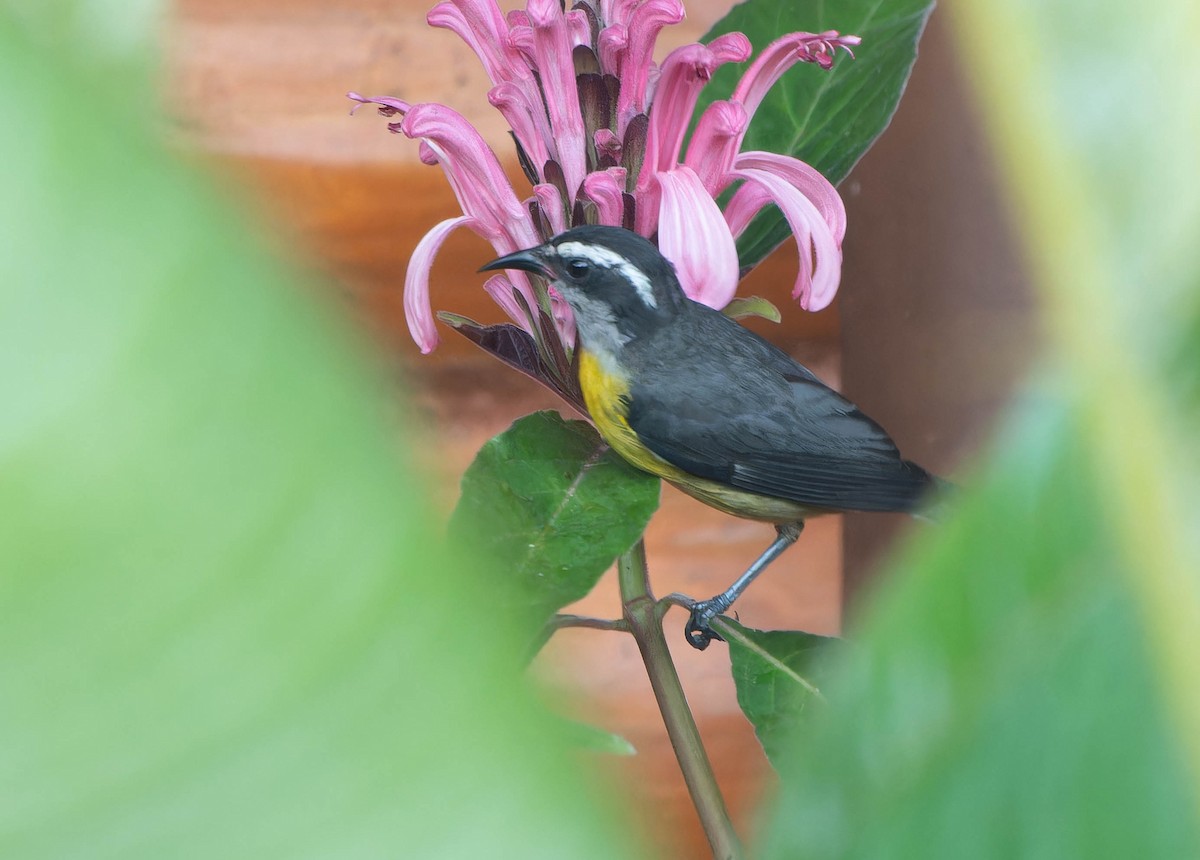 Sucrier à ventre jaune - ML646396645
