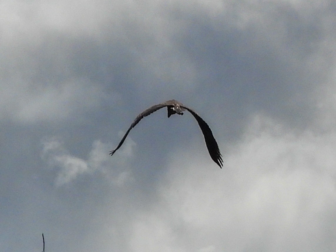 Great Blue Heron - ML646396647