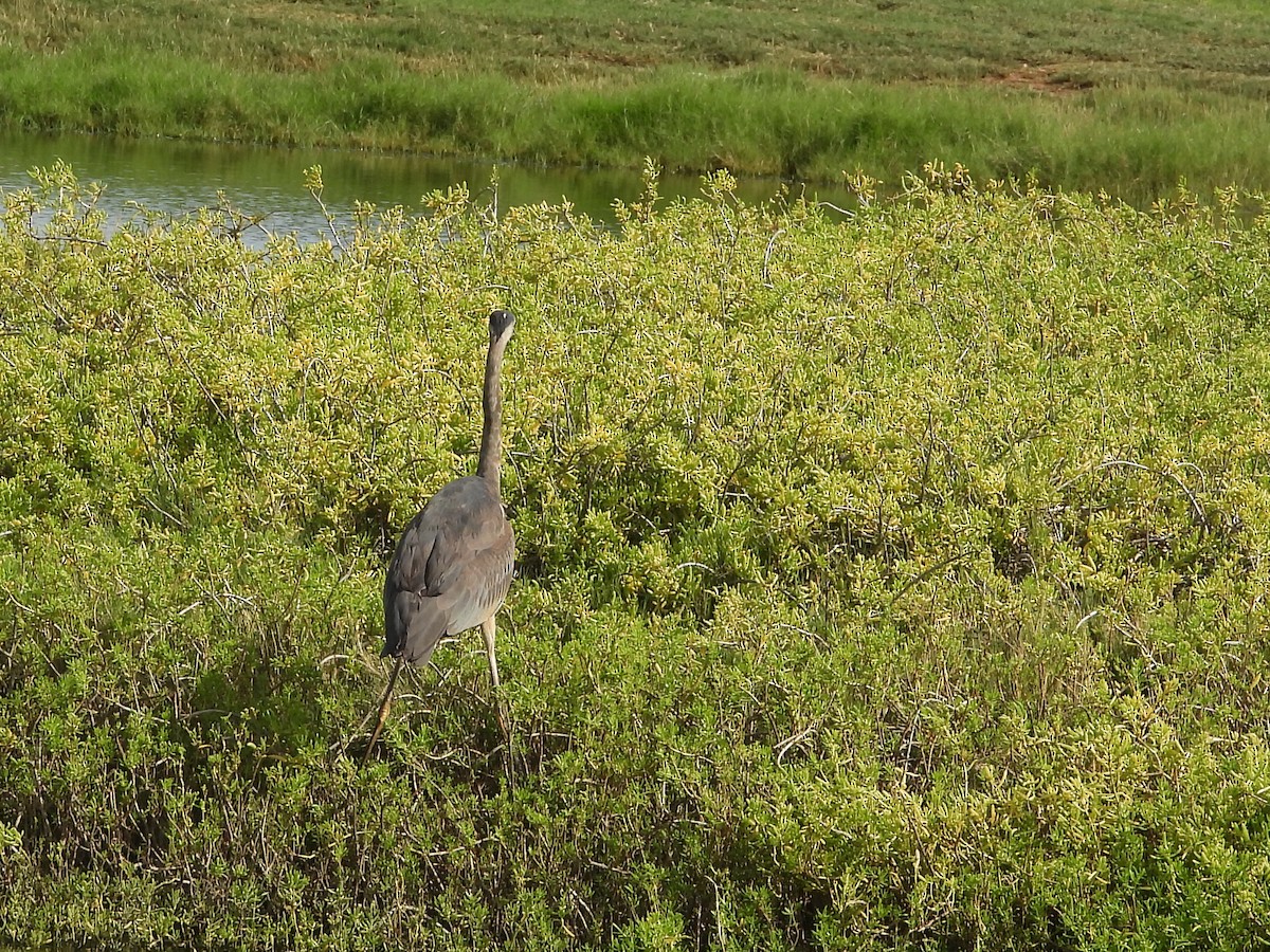 Great Blue Heron - ML646396648
