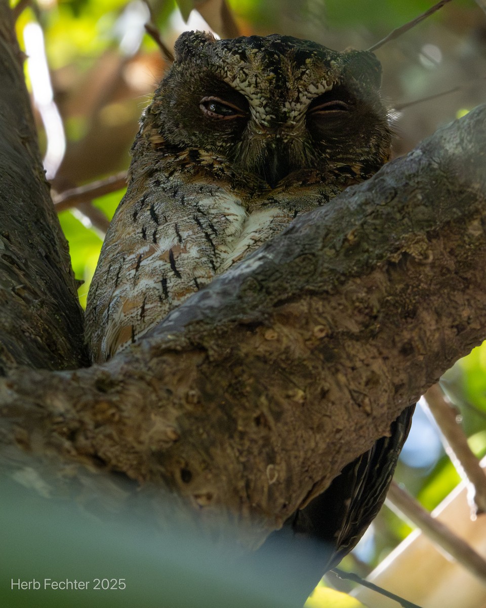 Madagascar Scops-Owl (Torotoroka) - ML646396659