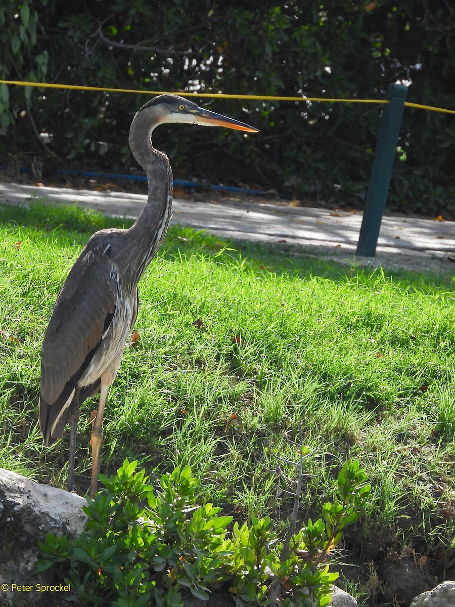 Great Blue Heron - ML646396663
