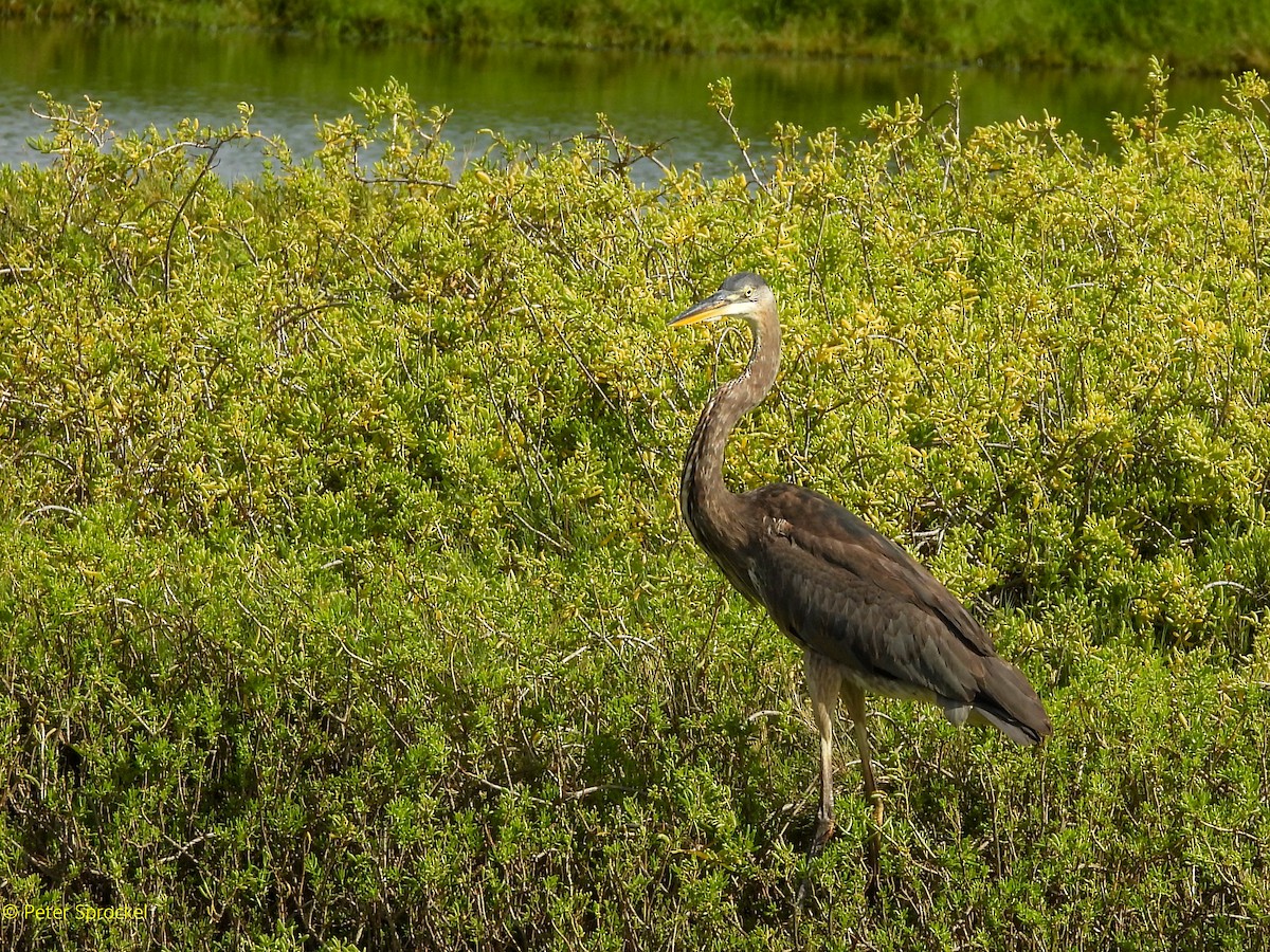 Great Blue Heron - ML646396664