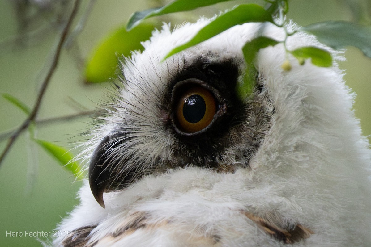 Madagascar Owl - ML646396665