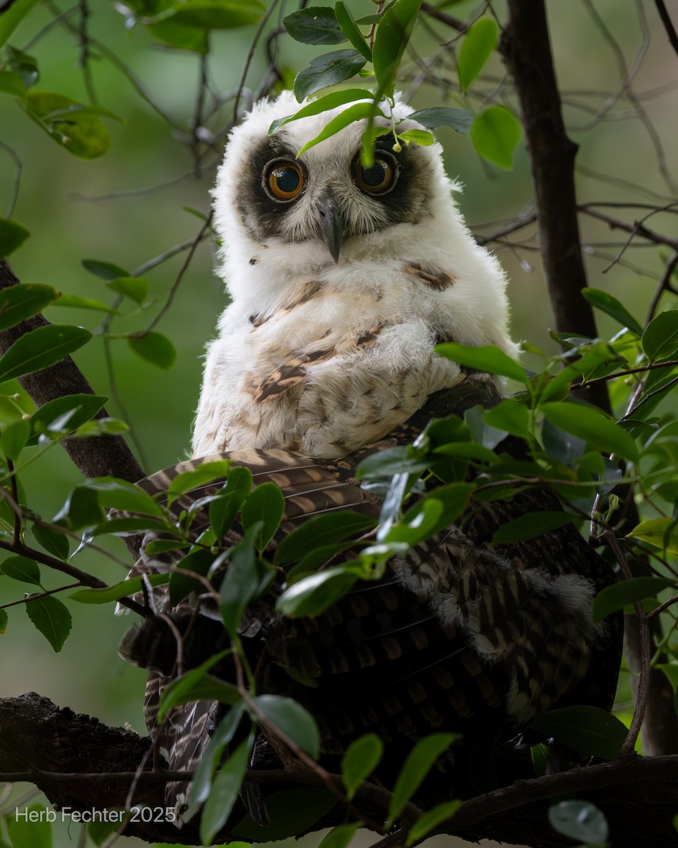 Madagascar Owl - ML646396666