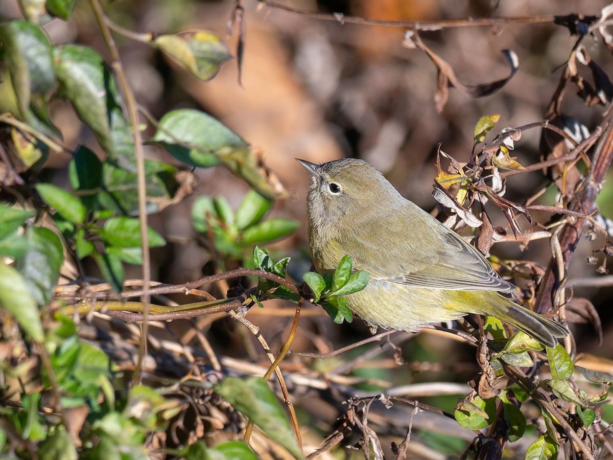 Orange-crowned Warbler - ML646396669
