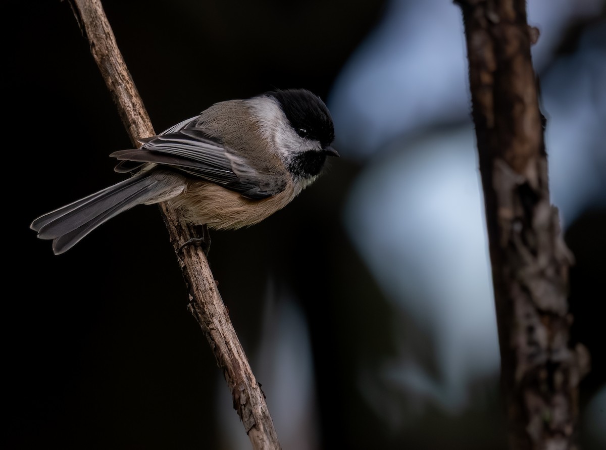 Black-capped Chickadee - ML646396670